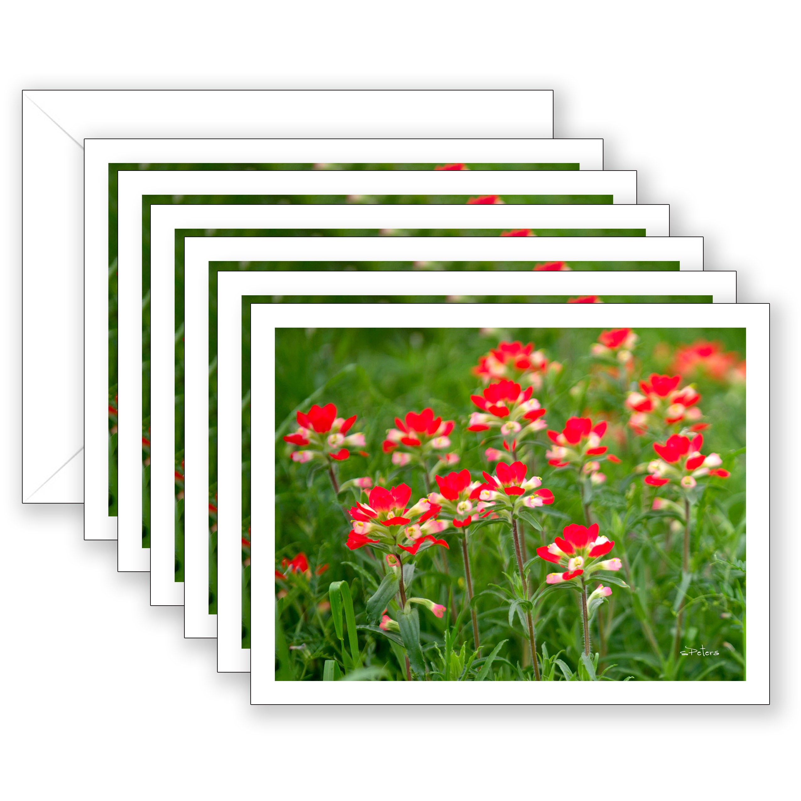 Indian Paintbrush Boxed Set