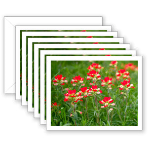 Indian Paintbrush Boxed Set