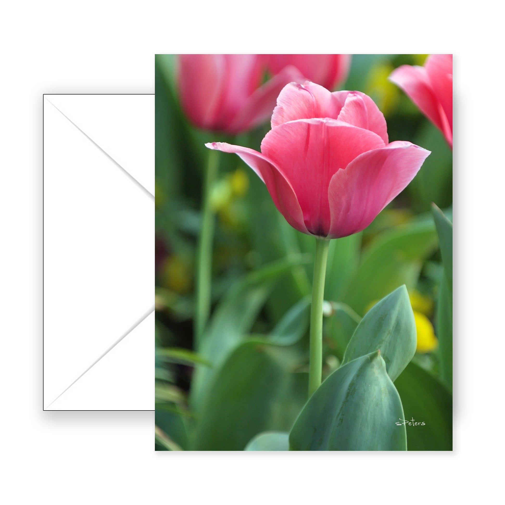 Nancy's Favorite - Blank Art Card