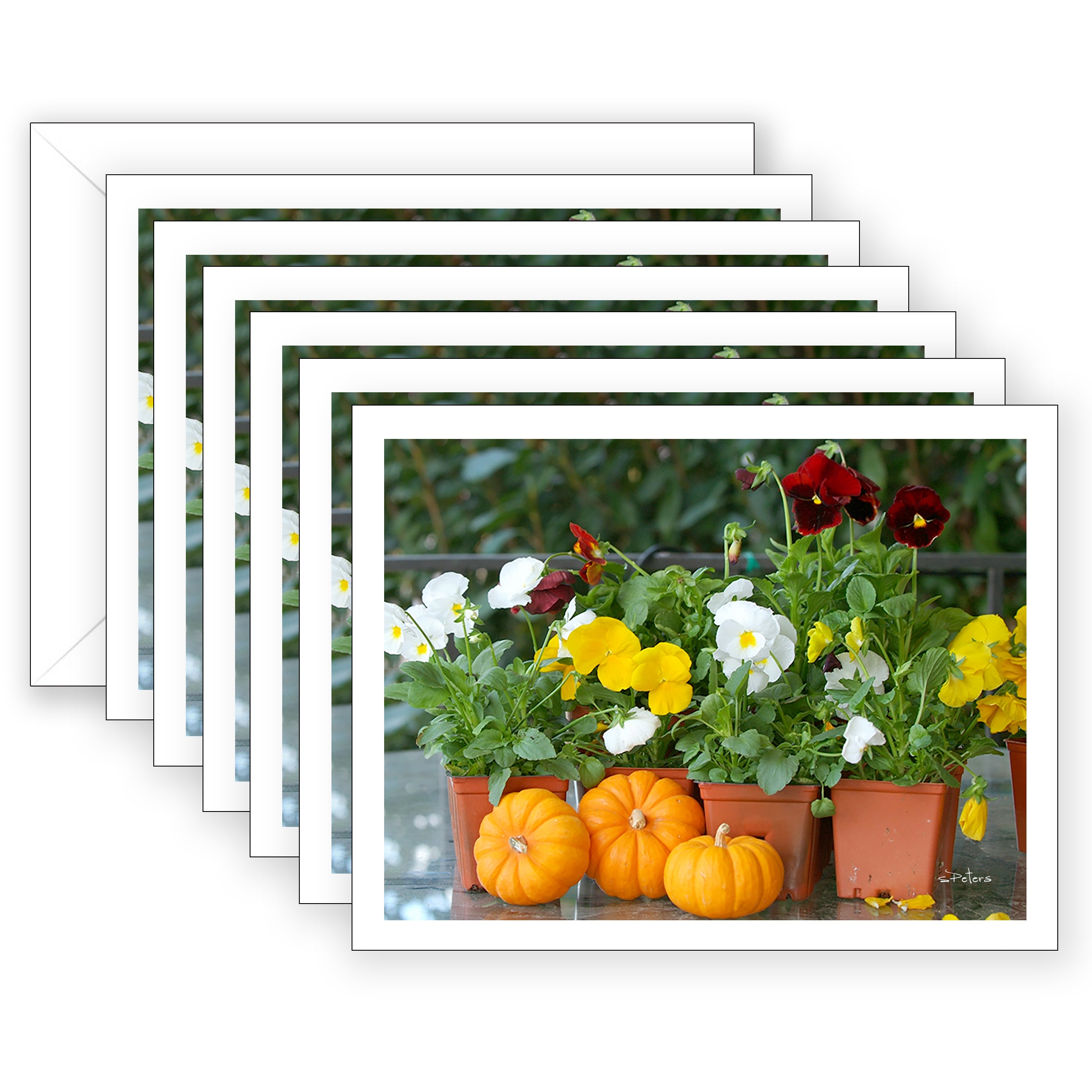 Pansies and Pumpkins Boxed Set