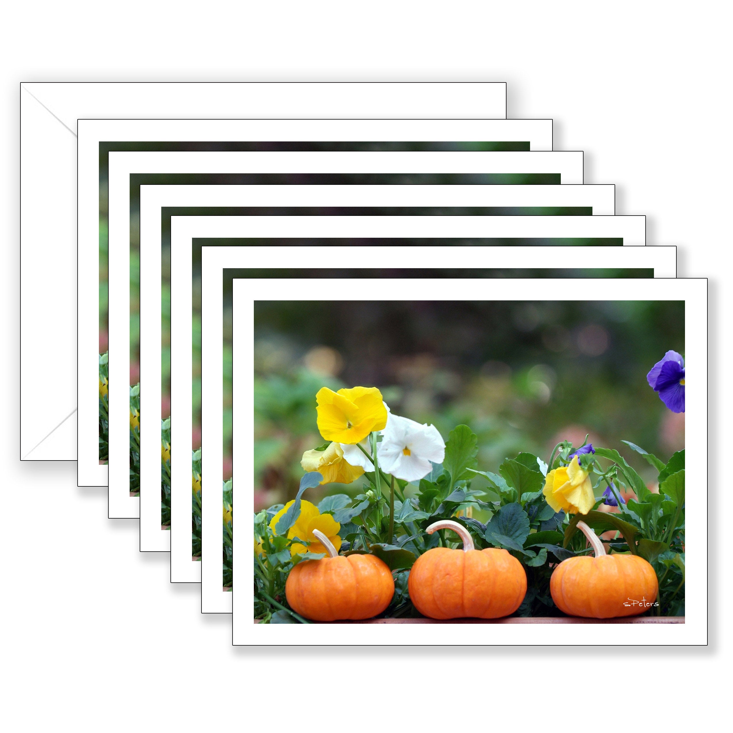 Baby Pumpkin Trio Boxed Notecard Collection