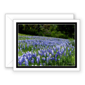 Bluebonnet Fields - Blank Art Card