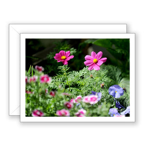 Coreopsis Pink Lemonade Blank Notecard