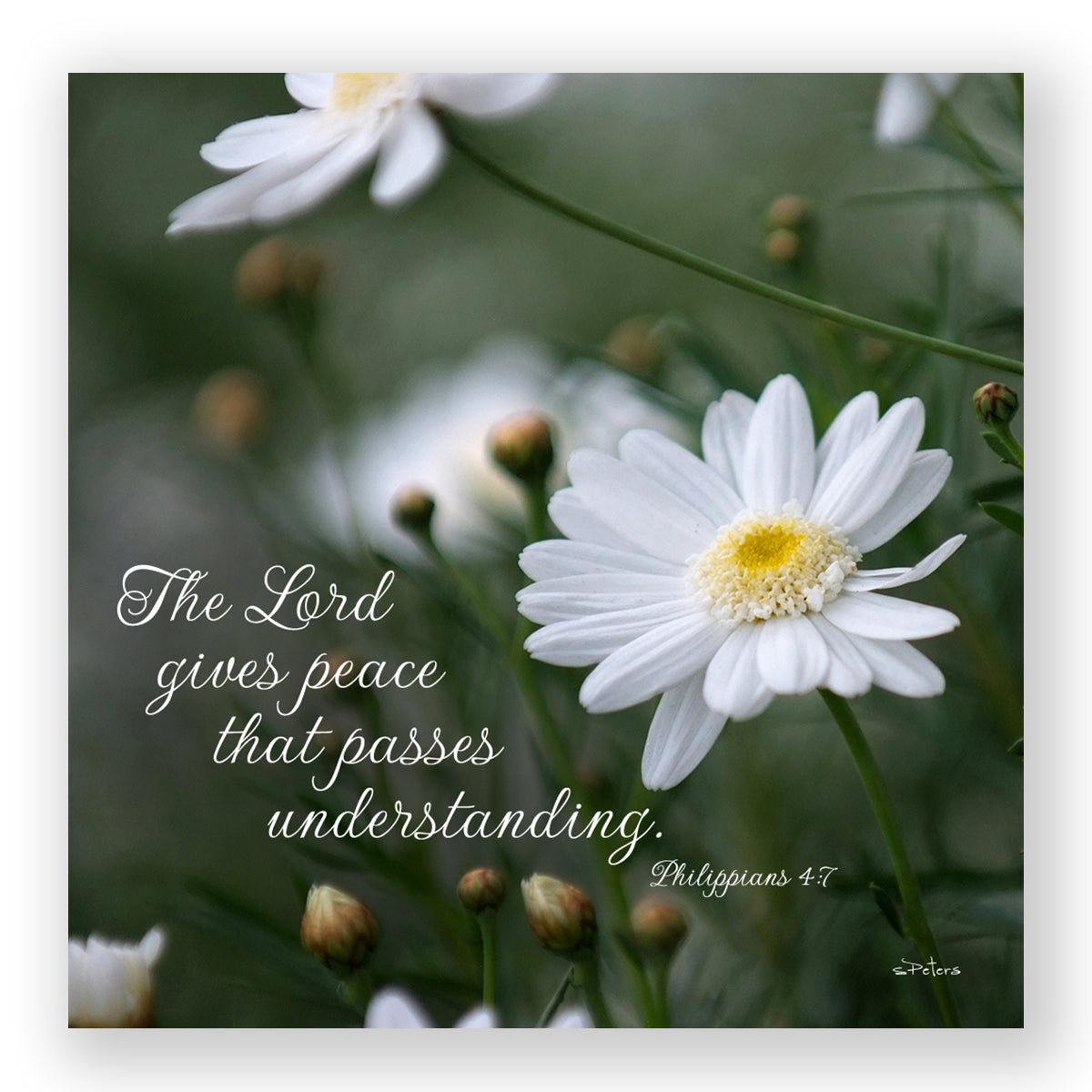 Daisy at Mission Ranch (Philippians 4:7) - Frameable Print