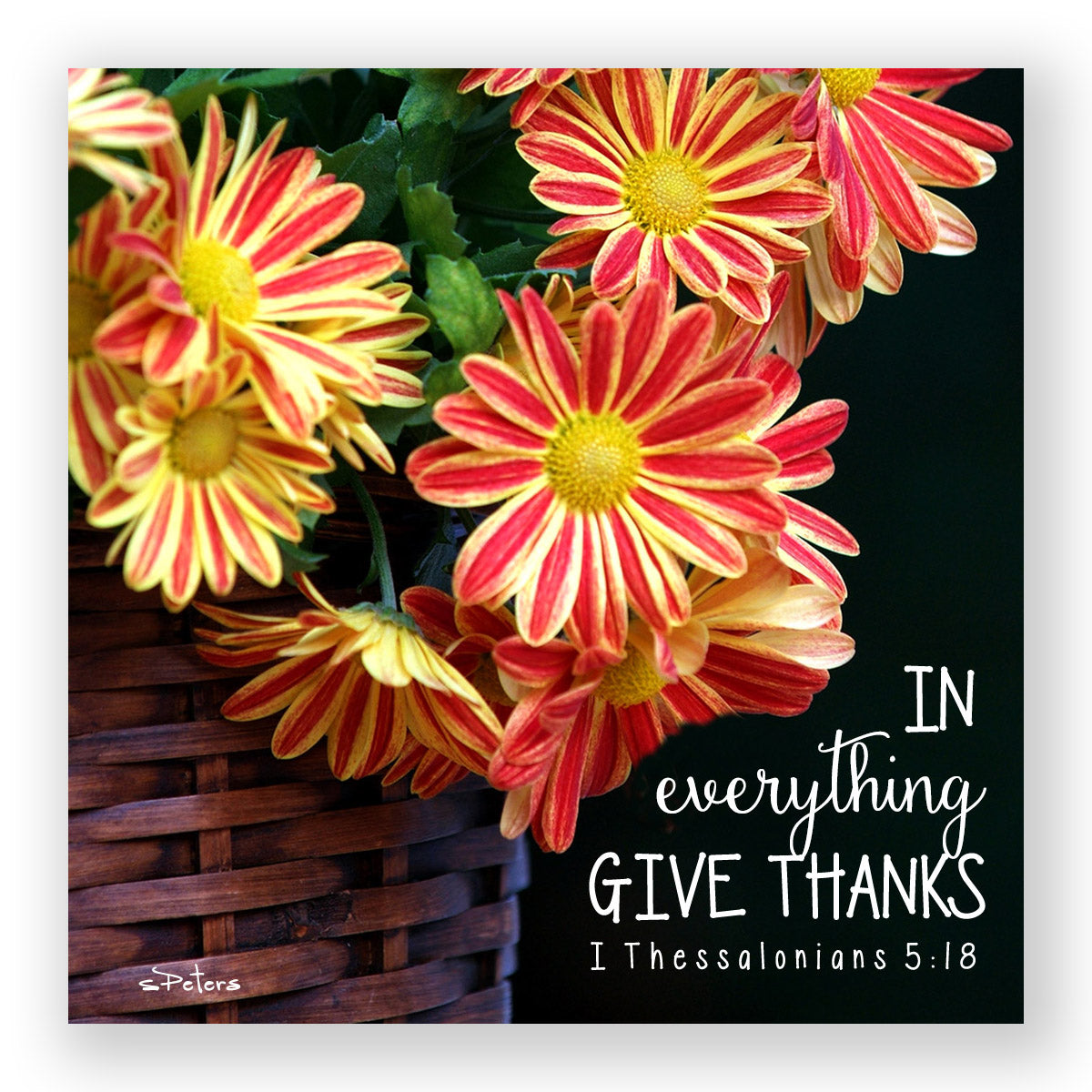 Basket of Mums (I Thessalonians 5:18) - Mini Print