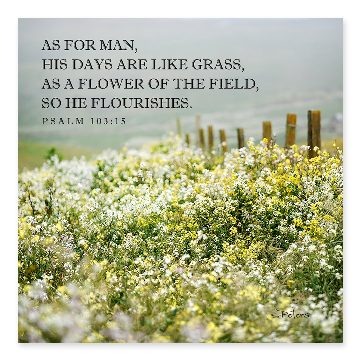 Psalm 103:15 - Flowers of the Field Frameable Print