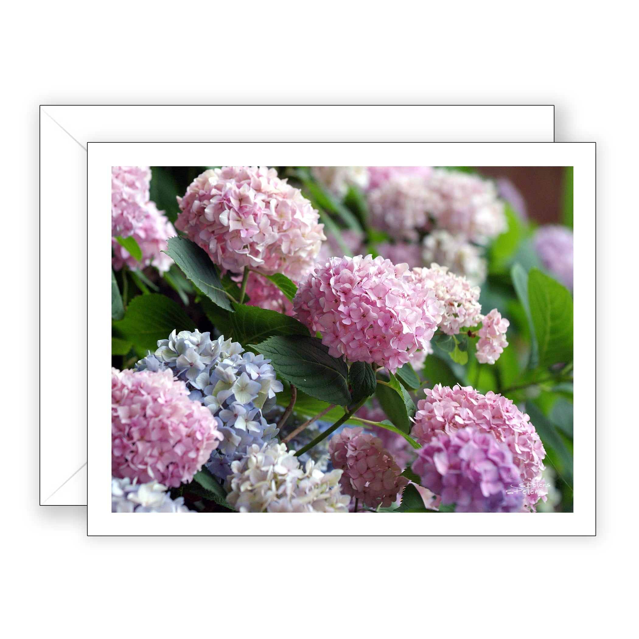 Morning Hydrangeas - Blank Art Card