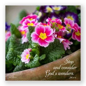 Primrose Pot (Job 37:14) - Mini Print