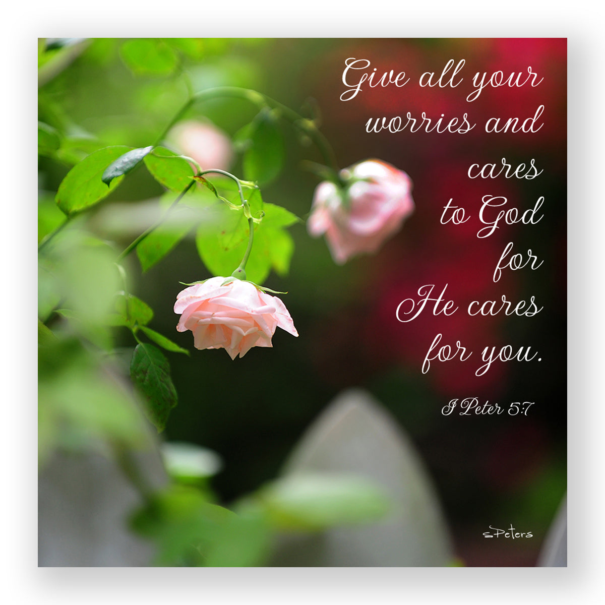 Rose Prayer (I Peter 5:7) - Mini Print